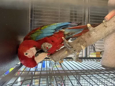Çipli Belgeli Kirmizi Ara Macaw Papağani