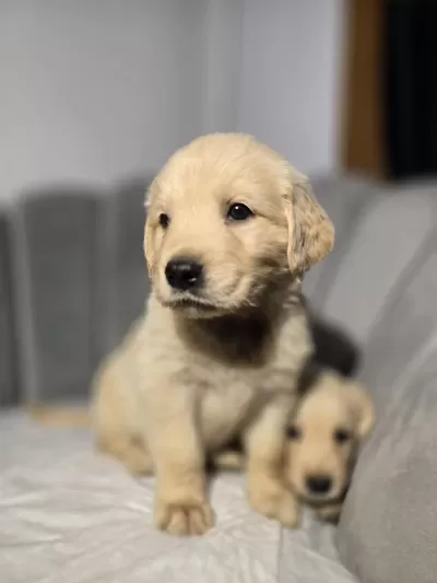 Orjinal Golden Retriever