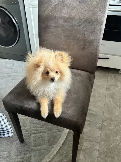4.5 Aylık Yavru Pomeranian