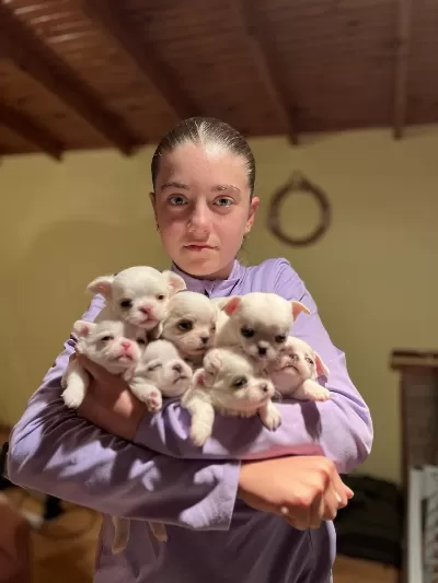 Kalite Chihuahua Yavruları