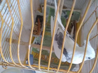 Evde Bakılmış Sultan Papağanı