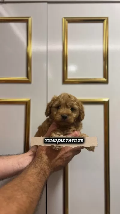 Harika Toy Poodle Yavrumuz