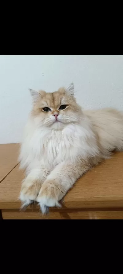 British Longhair Kocaman Centilmen Erkeğim Köfte