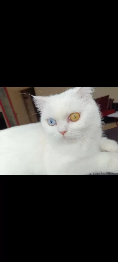 Dünyalar Güzeli British Shorthair Odd Eyes Sütlacım