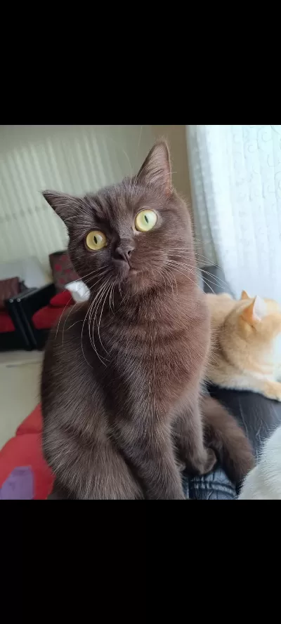 Çikolata Tatlılığında British Shorthair Kedim
