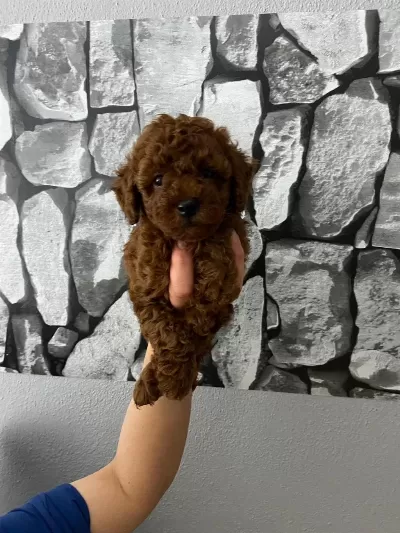 Red Brown Poodle Yavrularım Ev Üretimi