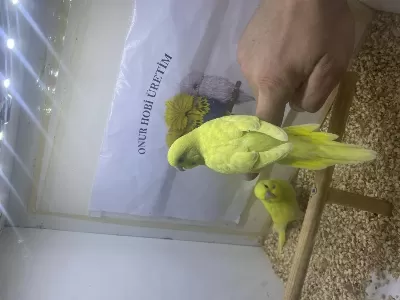 Yavru Yeni Yeme Düşmüş Muhabbet Kuşu