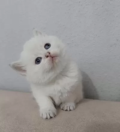 British Shorthair Kisa Tüylü Maviş