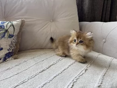 Golden British Longhair Erkek Yavru Yeni Ailesini Bekliyor