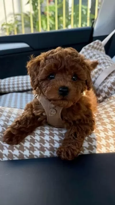 Toy Poodle Kore Kan Yavrularımız