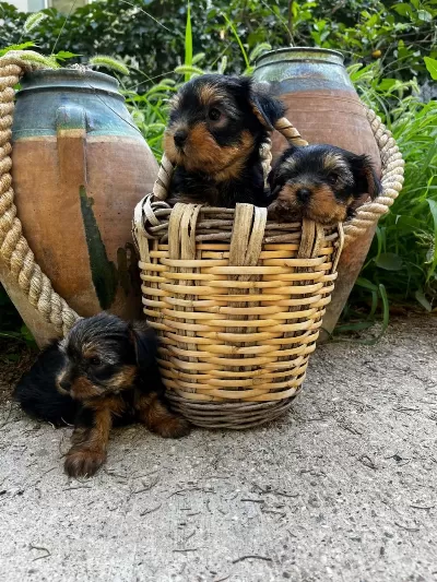Teacup Yorki Bebekler Dişi Erkek Mevcut Kapida Ödeme
