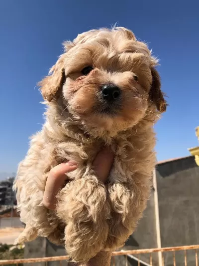 Uygun Micro Maltipoo Yavru Kapida Ödeme