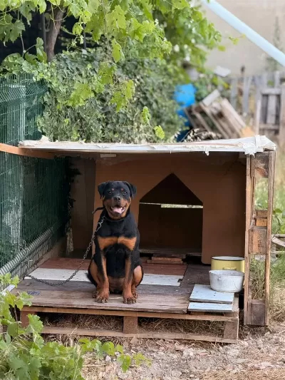 Son 1 Dişir Orjinal Macar A Scrli 4 Aylık Rottweiler