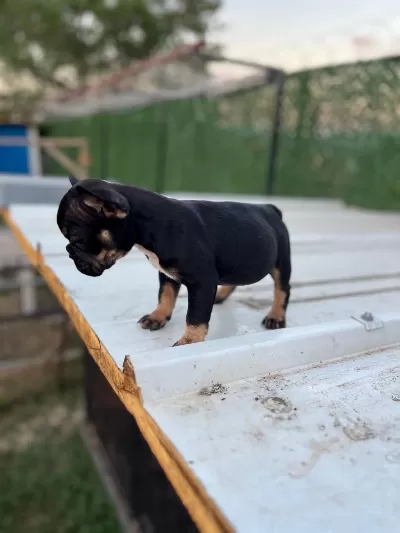 French Bulldog Yavrular Sakarya