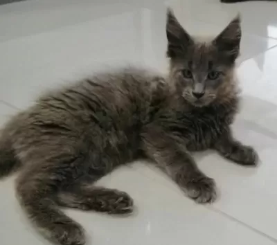 Minik Maine Coon Devler