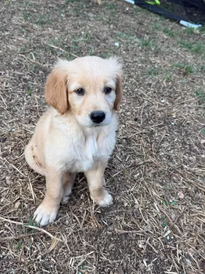 Golden Retriever Dişi