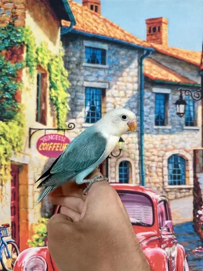 Cennet Papağani Yavru (üst Mutasyon)