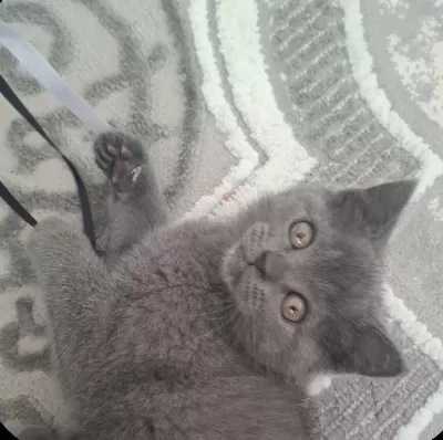 Yavru British Shorthair Kedimiz