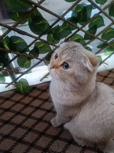 Scottish Fold Kedimize Sıcak Yuva Arıyoruz