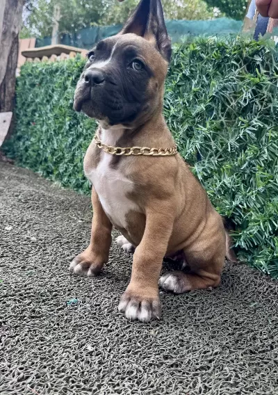 Scrli Anne Babanin Son Dişi Cane Corso Yavrusu