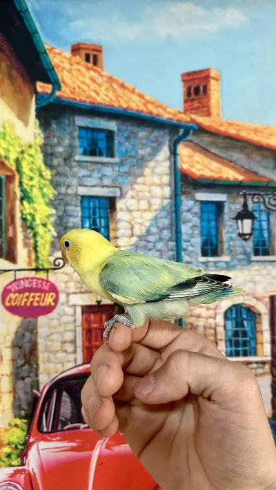 Cennet Papağani Yavru (üst Mutasyon)