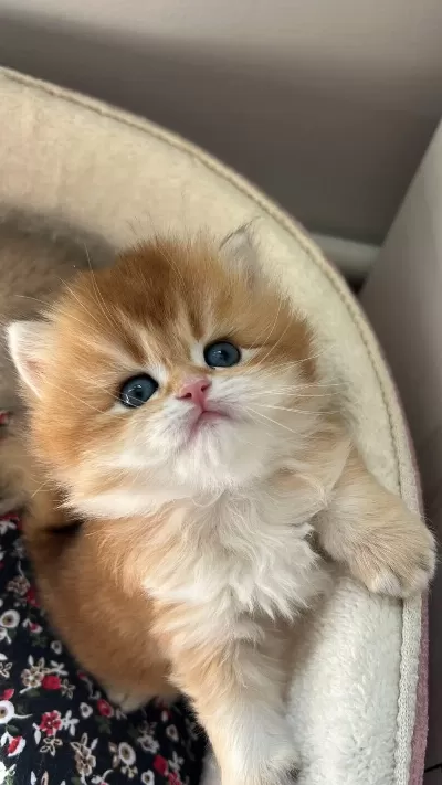 Evinize Mini Aslan British Longhair Geliyor Golden Ny12