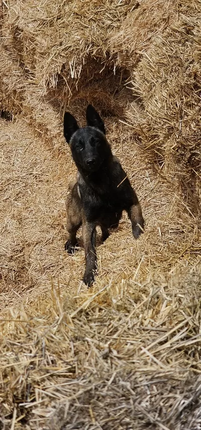 11 Aylık Romanya Kan Hattı Belçika Malinois