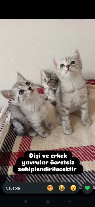 Yavru Kedilerim Yeni Yuvasını Arıyor