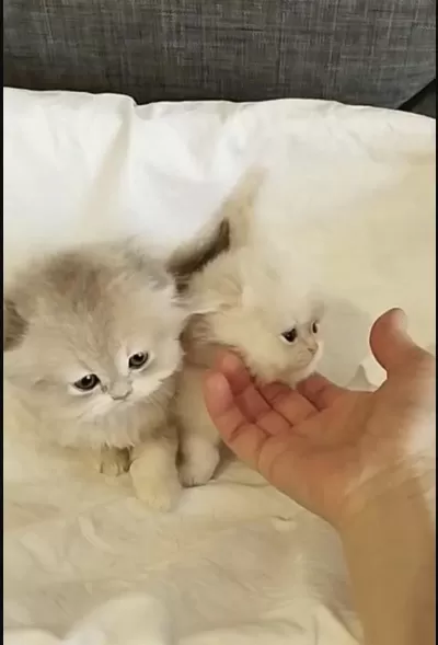 Safkan Scottish Fold Kediler