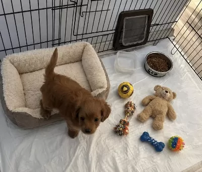 Maltipoo Mia Yeni Yuvasını Arıyor