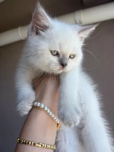 British Shorthair Blue Point (colourpoint)