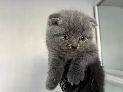 Top Kafa Sifir Burun Scottish Fold