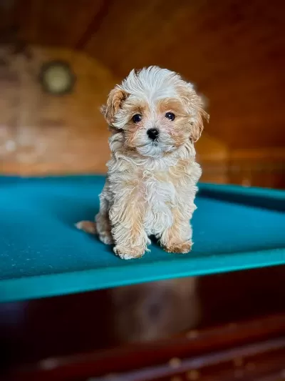 Korean Maltipoo İrk Garantili