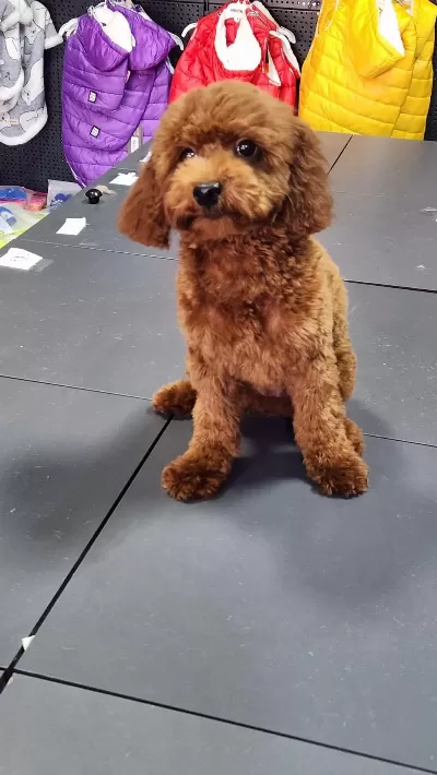 Toy Poodle 8 Aylık Dişi