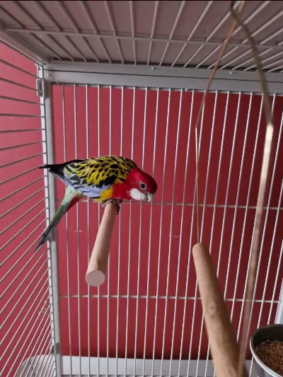 Genç Erkek Rozella Papağanı