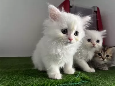 Kar Beyaz British Longhair