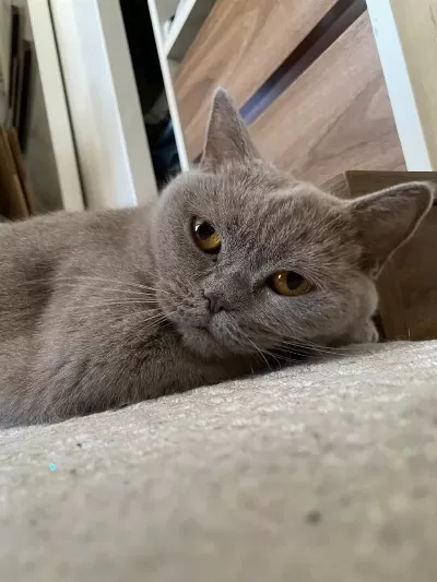 Ücretsiz British Shorthair Kedimiz
