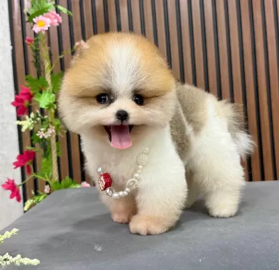 Pomeranian İrk Garantili