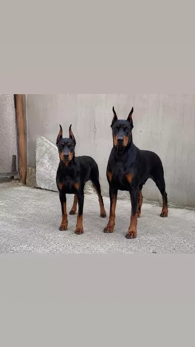 Ebeveyn Fotoğraflı Showclass Doberman Yavrumuz
