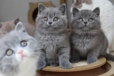 Ankara Nin En Güzel British Shorthair Yavrulari