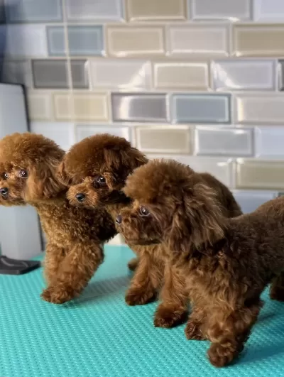 Kore Teacup Poodle Toy
