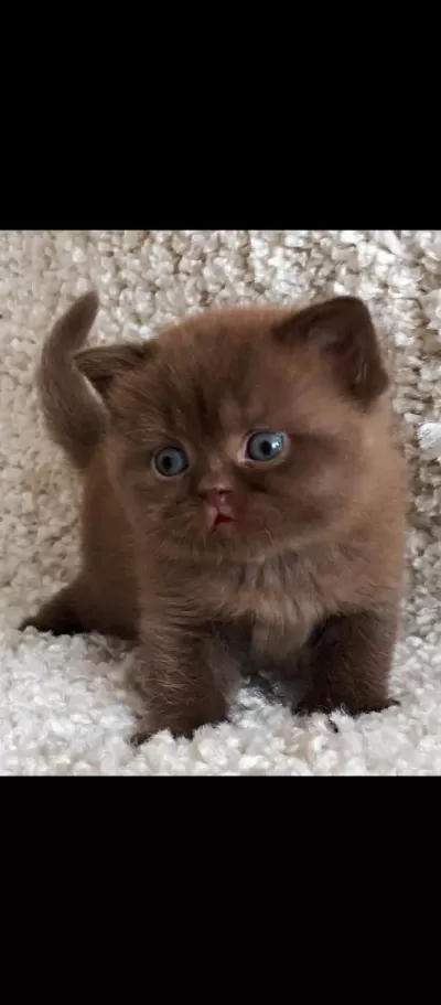 Dubai Çikolatası Tadında Chocolate British Shorthair