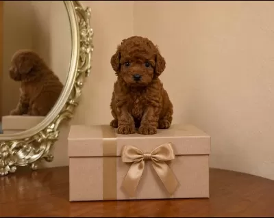Harika Poodle Çocuklar