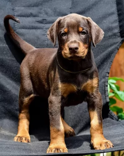 İrk Garantili Doberman Yavrulari
