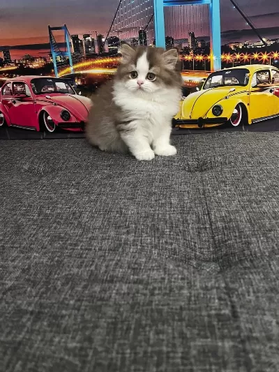 Cinnemon Bi Color British Longhair Yavrumuz