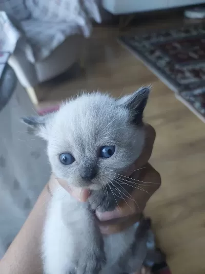 Tek Erkek Yavru Kedimiz