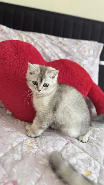 Sahiplendirmek İstiyorum Kedilerimi
