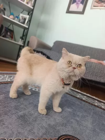 Garfield Erkek Kedimiz