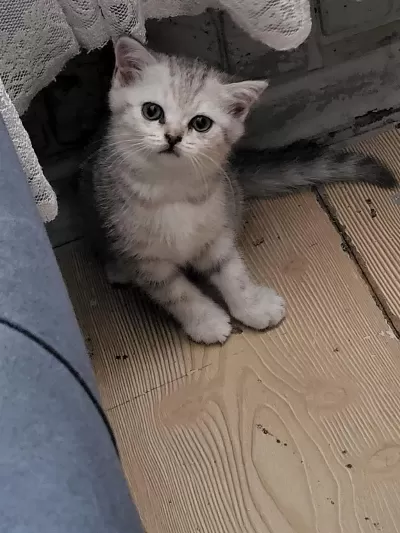 Dünyalar Güzeli Tatlı Bebiş Kedim