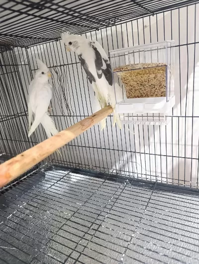 2 Adet Hazır Erkek Sultan Papağanı